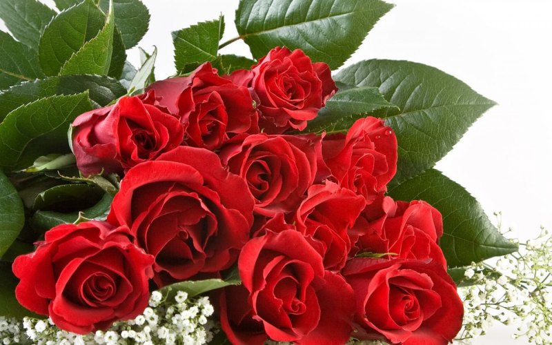 Розы для шикарной дамы