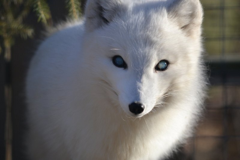 Медновский песец белый