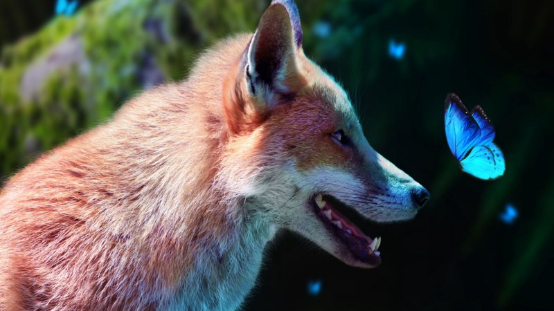 Голубая лиса