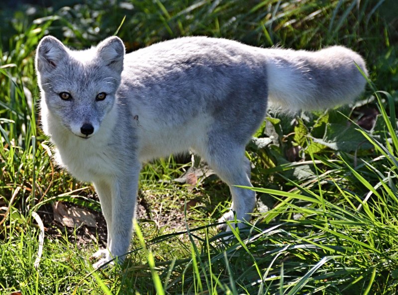 Песец серый