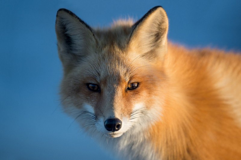 Фото лисы с голубыми глазами