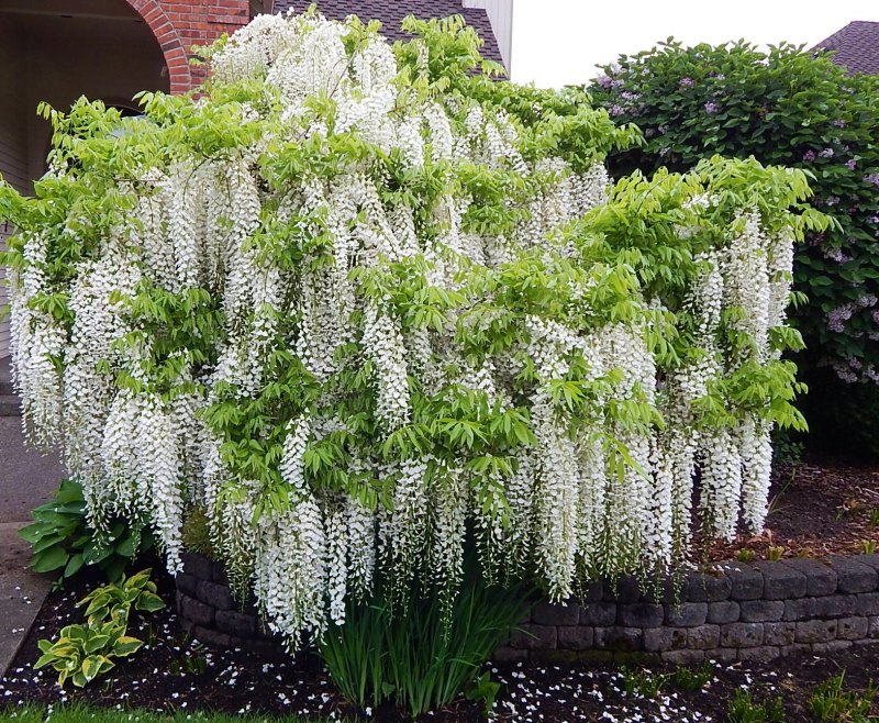 Глициния ниваки