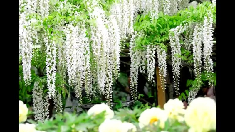 Глициния флорибунда Альба