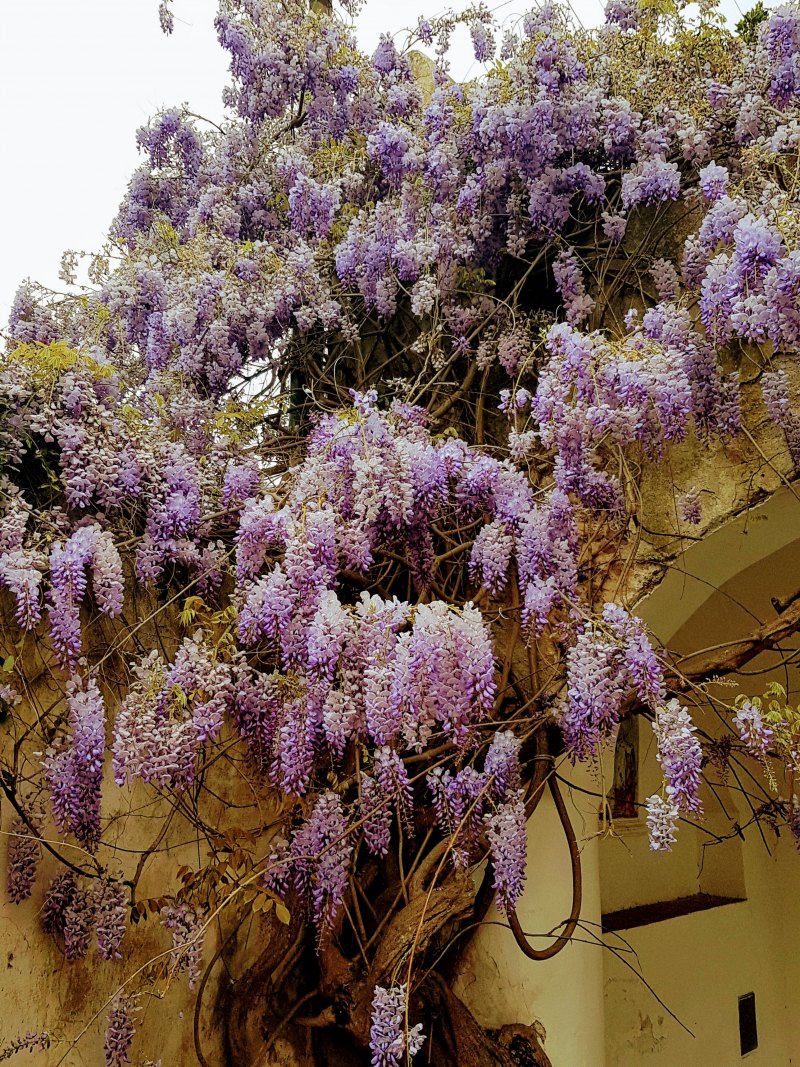 Глициния в Подмосковье