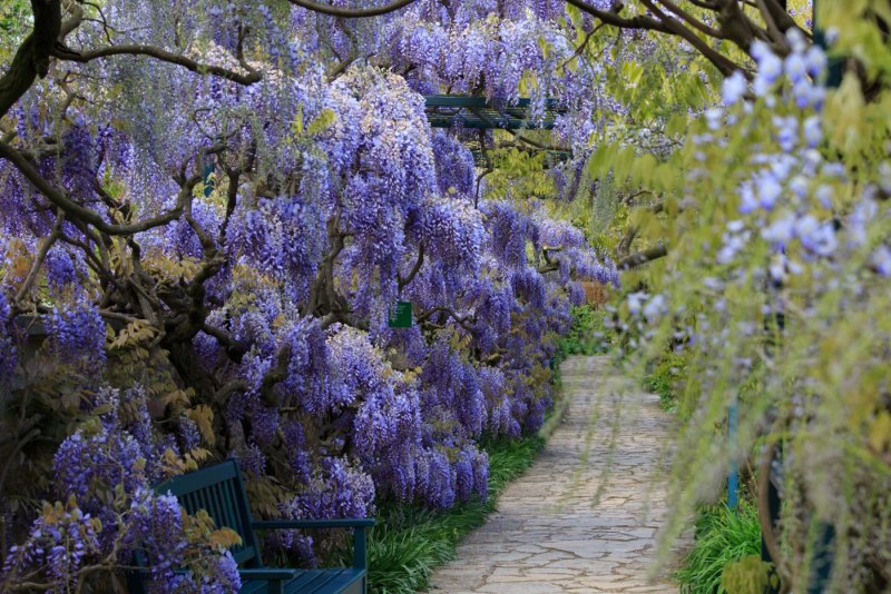 Глициния китайская сапфир