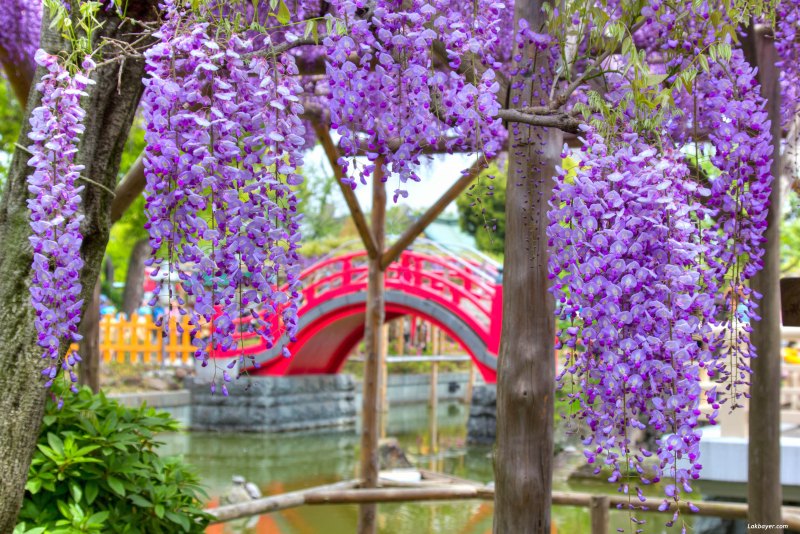 Глициния декоративная 2м