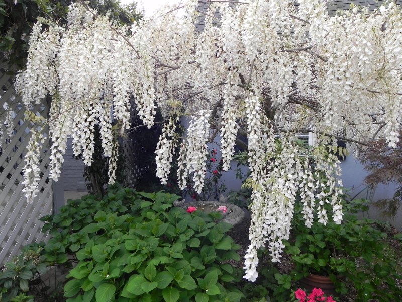 Глициния Хонбени