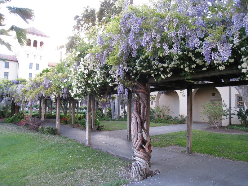 Белая Глициния в арке