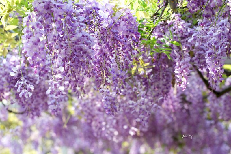 Глициния и водопад