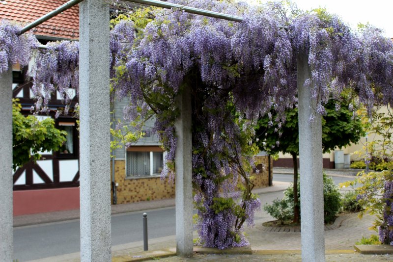 Актинидия Глициния Вистерия