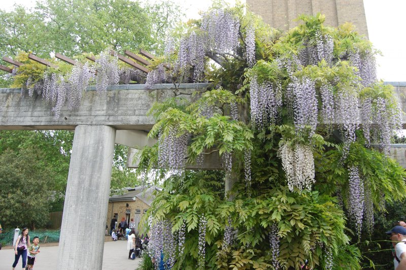 Цветок Глициния на заставку