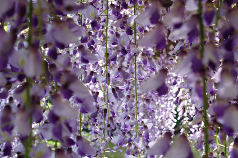 Сад цветов Кавати Фудзи