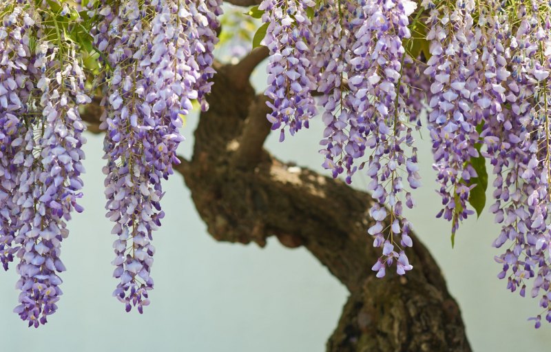 Wisteria floribunda Lipstick