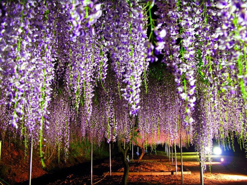 Wisteria floribunda