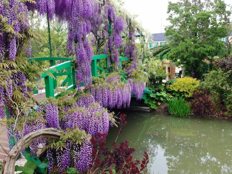 Глициния обильноцветущая