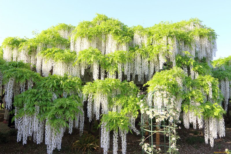 Wisteria floribunda Alba