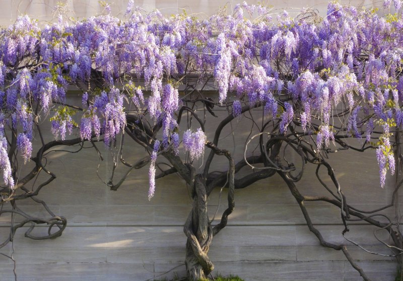 Глициния Clara Mack