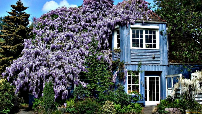 Лиловая Глициния