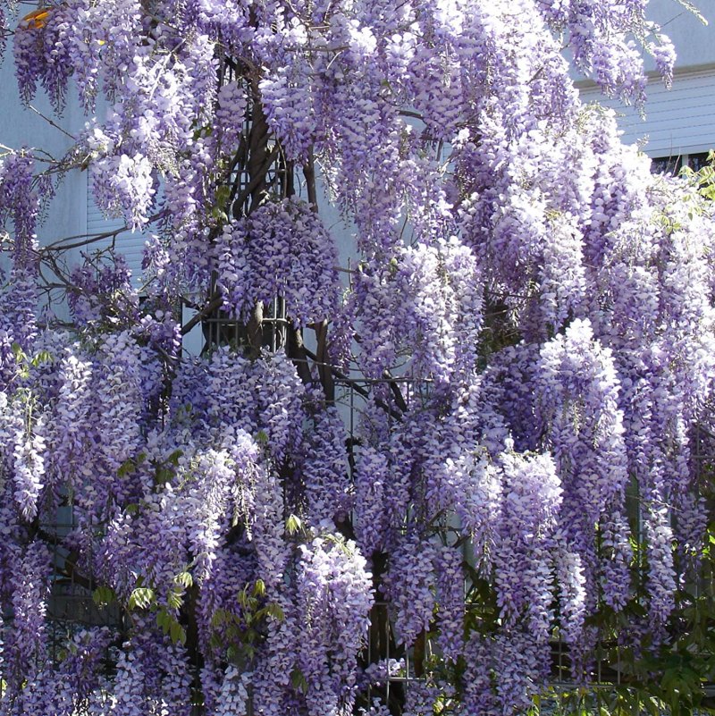 Глициния Clara Mack