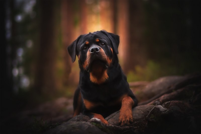 Собака ротвейлер ротвейлер