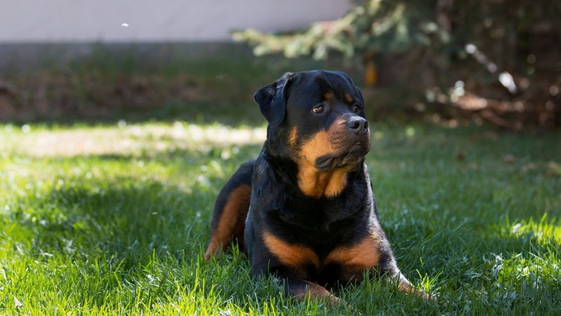 Ротвейлер