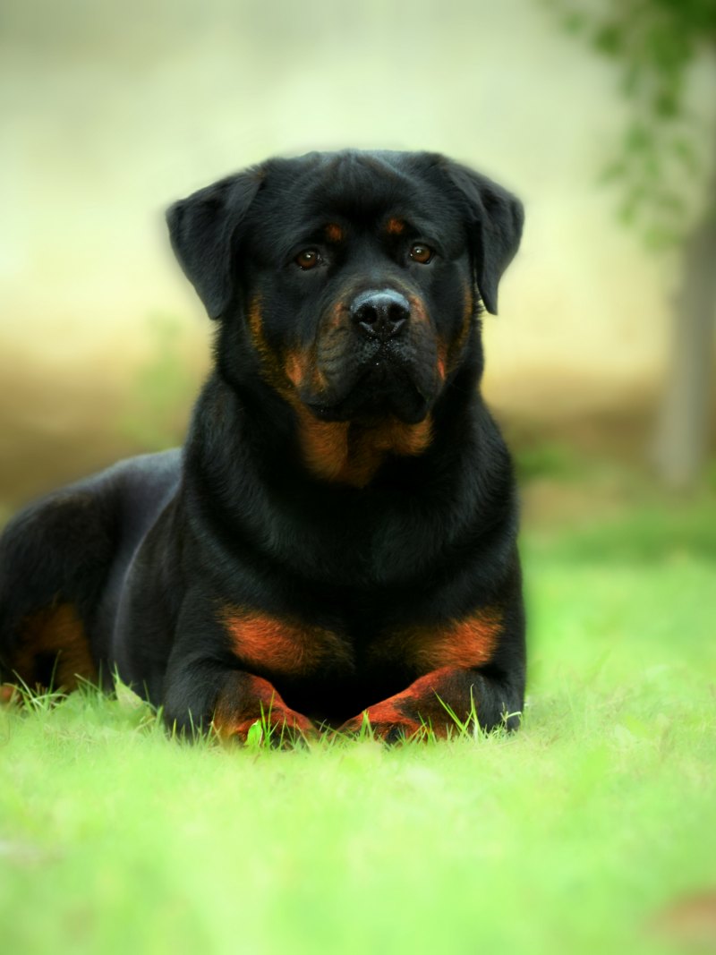 Ротвейлер обои