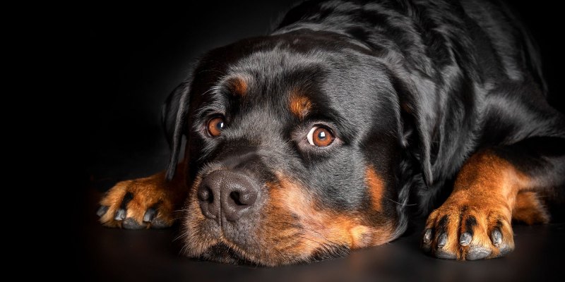 Чистокровный ротвейлер