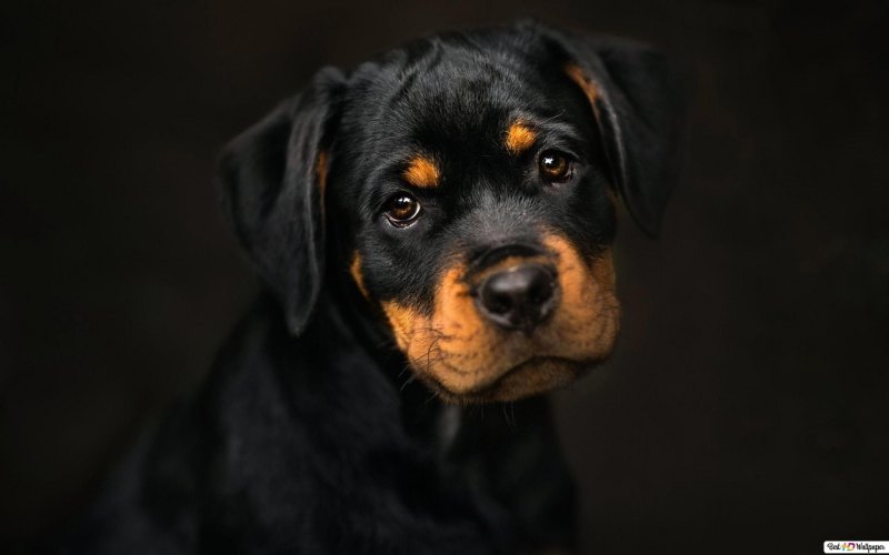 Золотой ротвейлер щенок