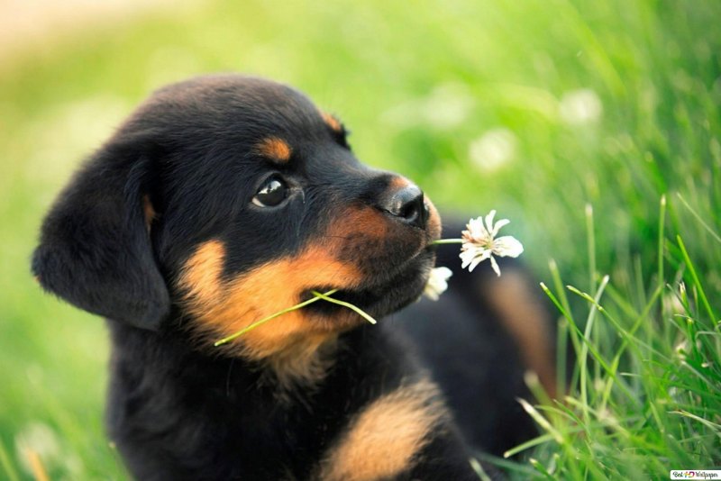 Ротвейлер собака зима