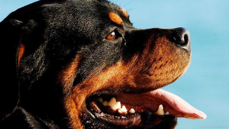 Ротвейлер Бьюдель