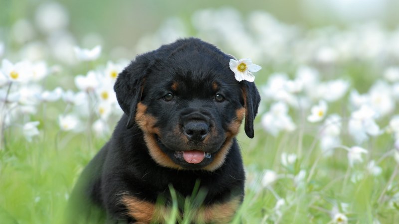 Ротвейлер щенок