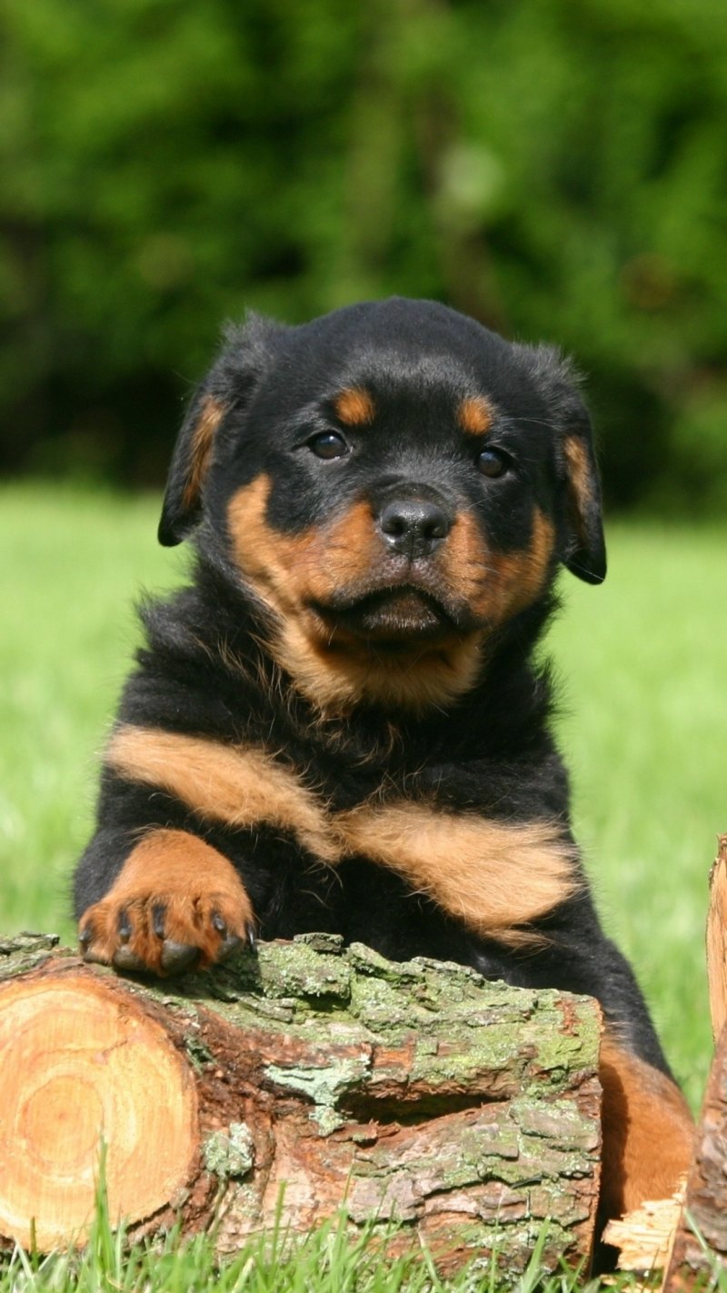 Ротвейлер 2005