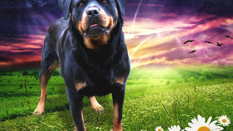 Золотистый ротвейлер собака