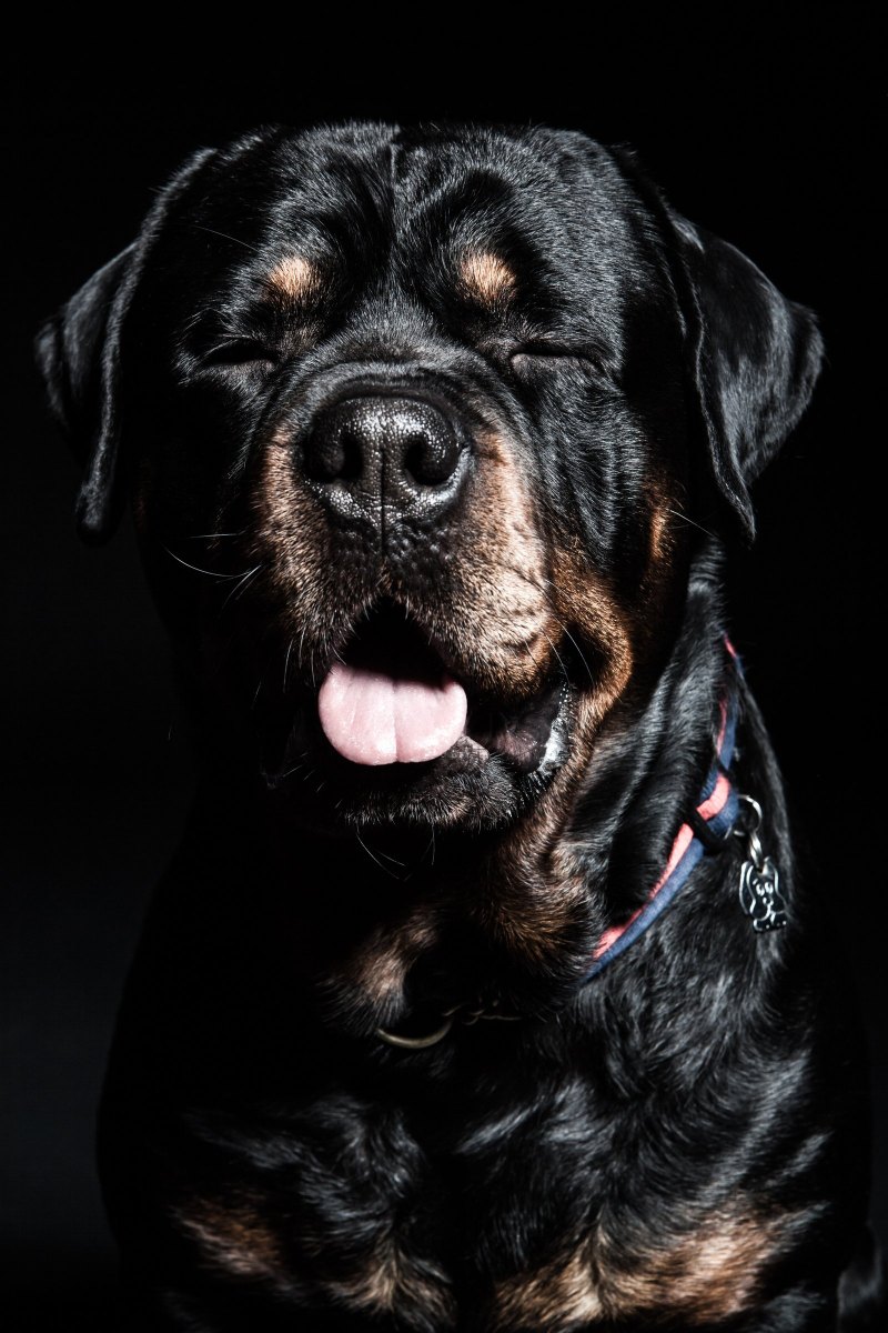 Ротвейлер на рабочий стол