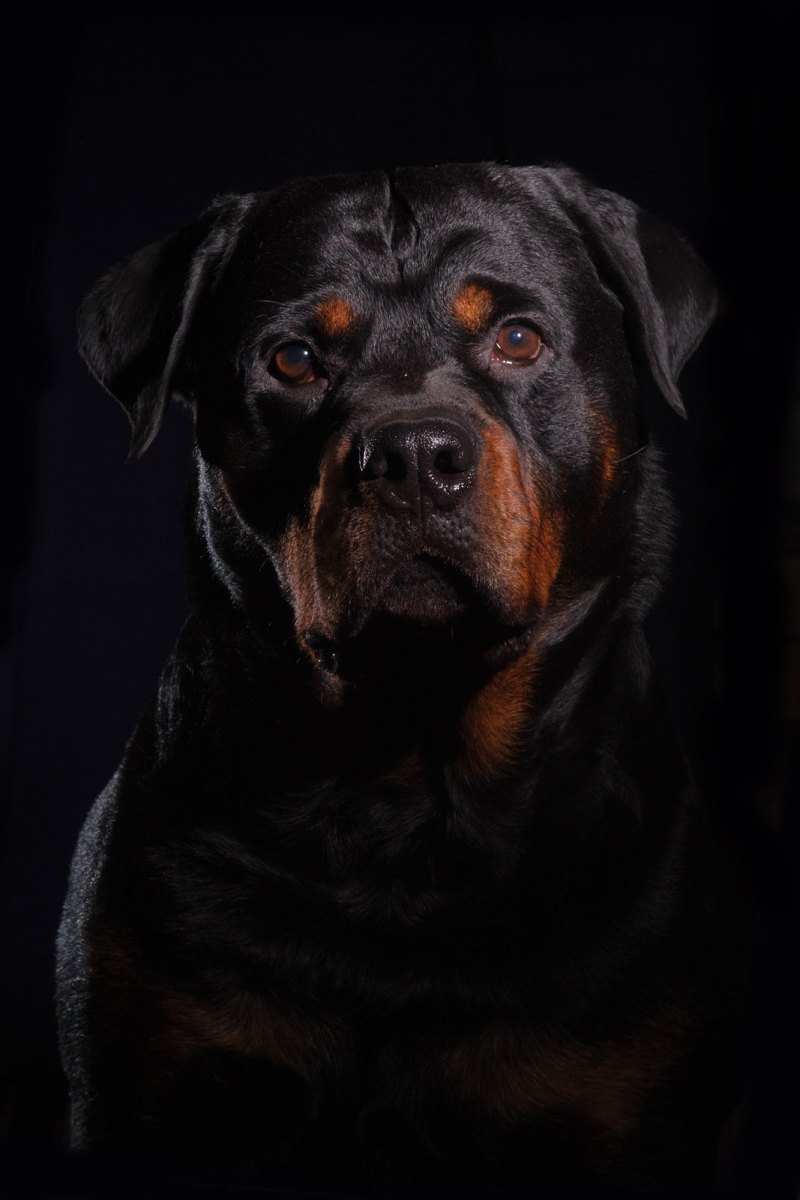 Ротвейлер щенок