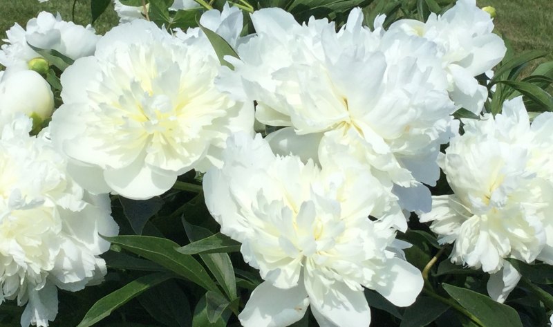 Пион Клер де лун