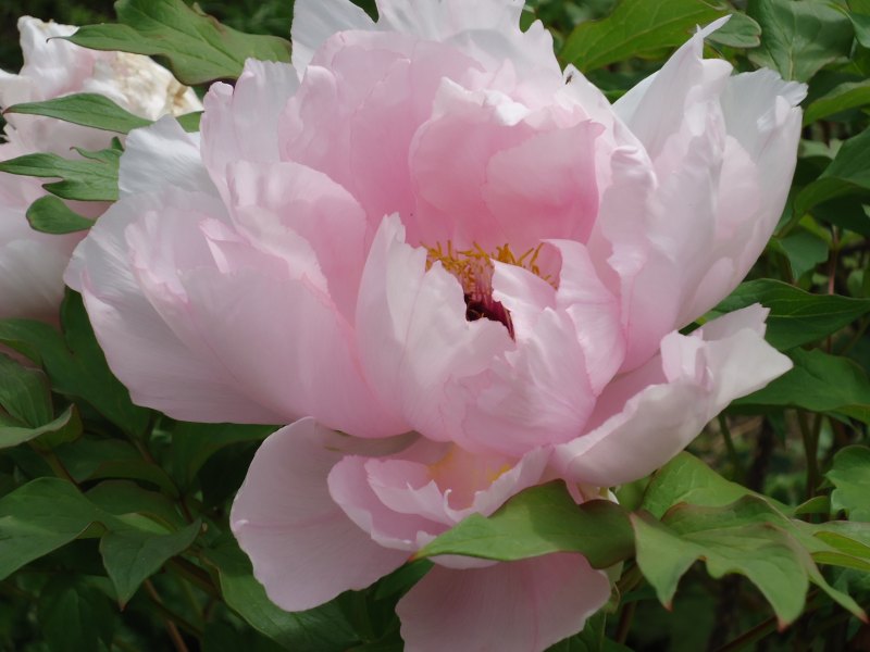 Пион Paeonia Summer Glow