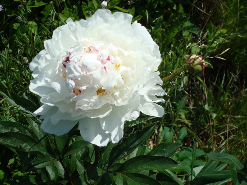 Пион травянистый Камелия