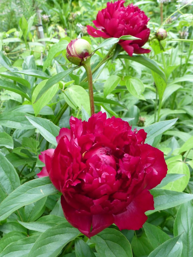 Пион сестры Киао