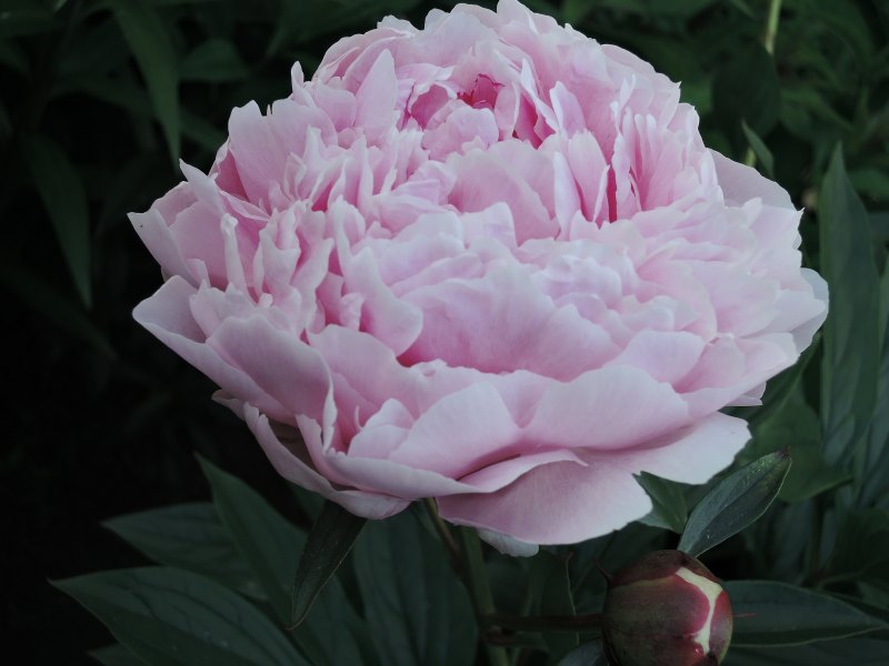 Пион фазы цветения