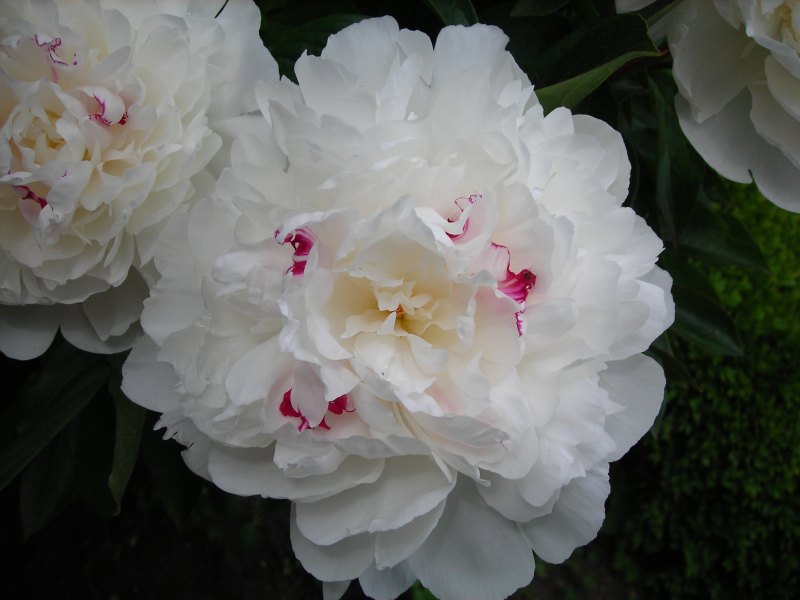 Paeonia (пион) Chinook 2-3 Окс