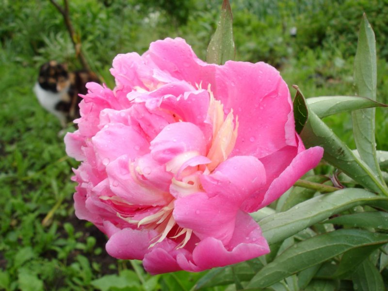 Пион травянистый Claire Dubois