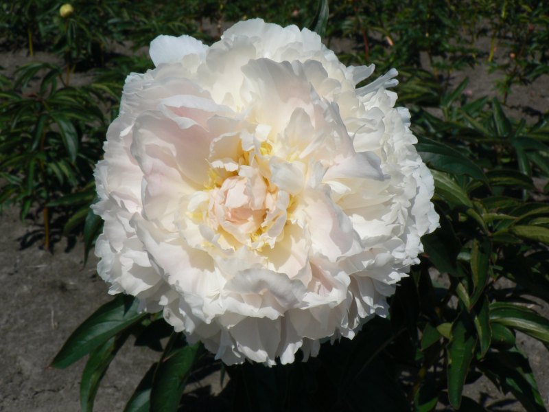 Пион травянистый букет Перфект