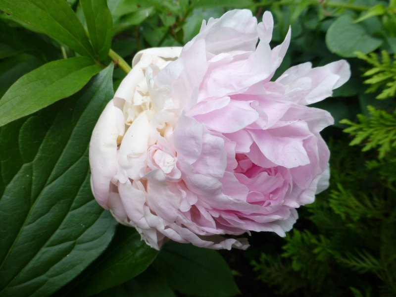 Пион Hohenbuchau