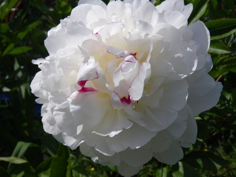 Пион молочноцветковый Paeonia Whopper