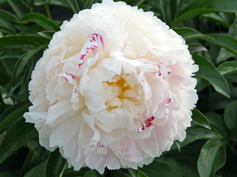 Пион молочноцветковый печер