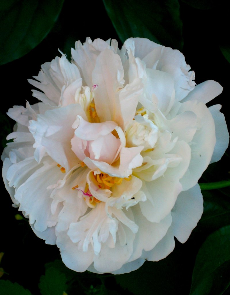 Пион фестива паудер Пафф