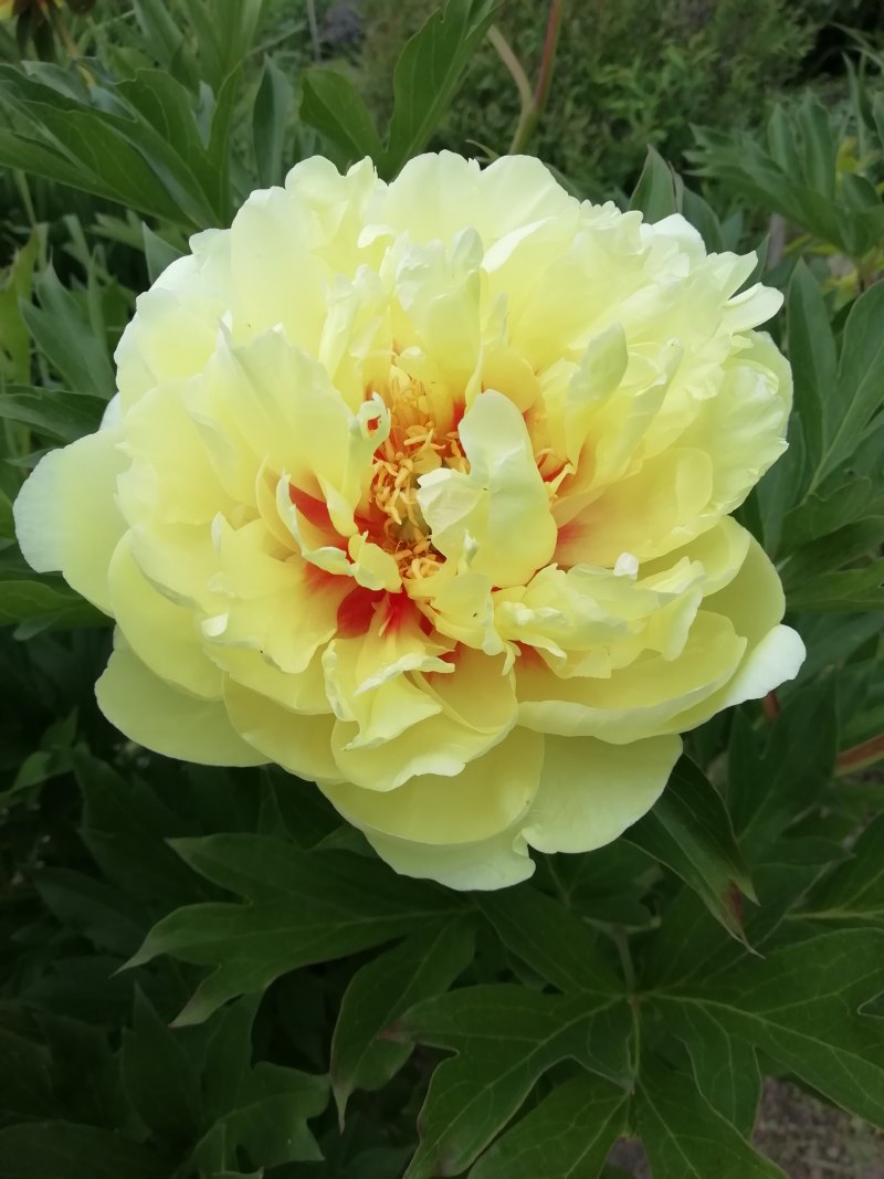 Цветок "пион"