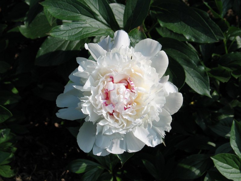 Травянистый пион Клер де Люн