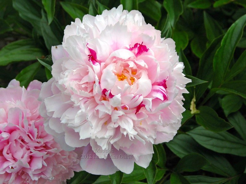 Пион Марилла Бьюти